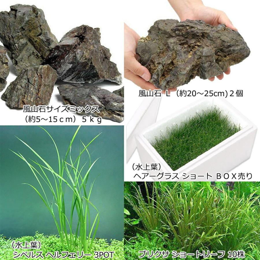 （水草）水草の草原レイアウトセット　９０ｃｍスリム水槽用　水草と石セット　本州四国限定_1