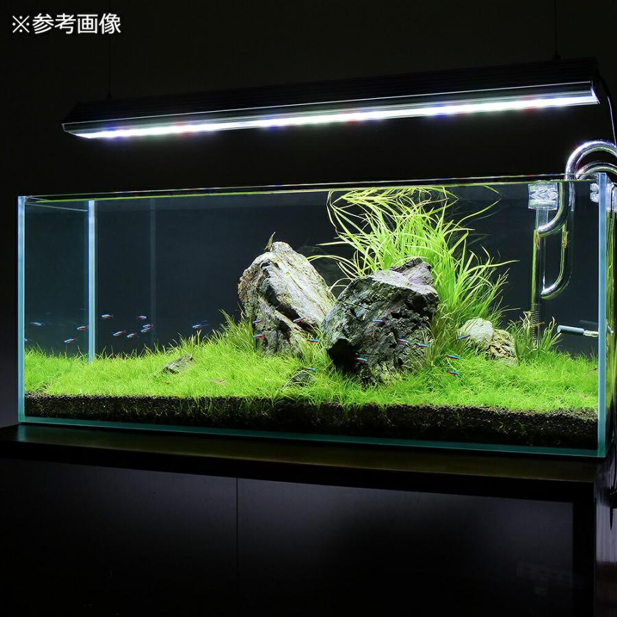 （水草）水草の草原レイアウトセット　９０ｃｍスリム水槽用　水草と石セット　本州四国限定_2
