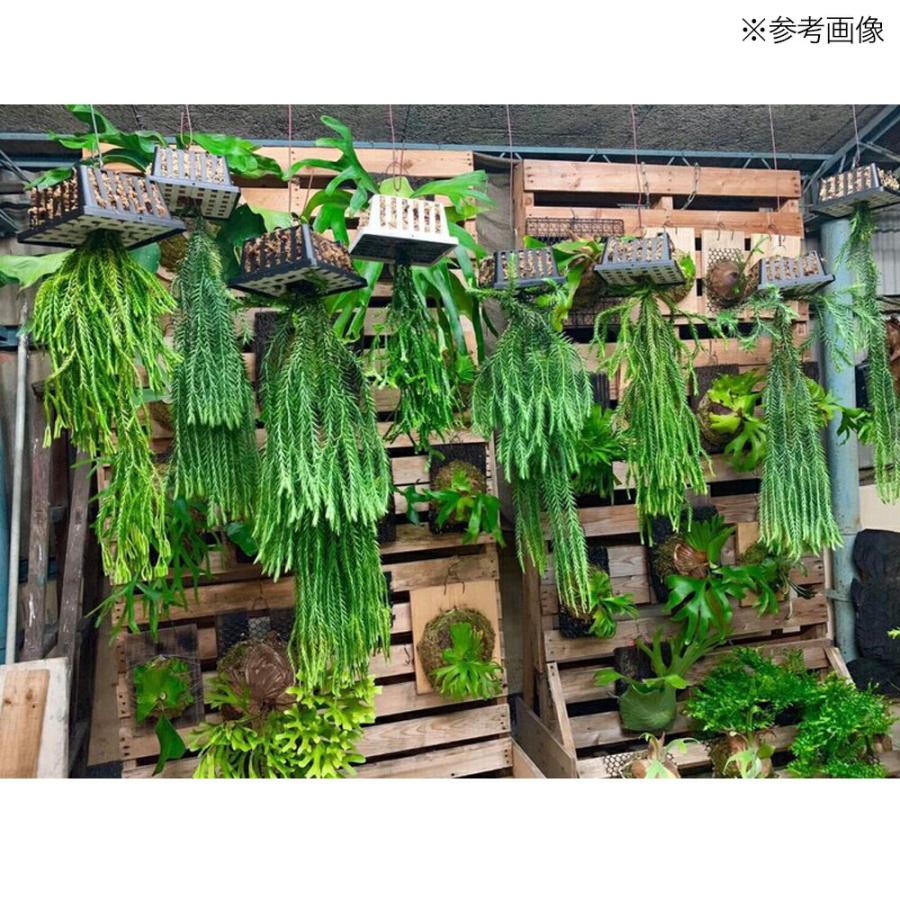 Leaf Corp コウモリランバスケット ブラック LLサイズ ハンギング