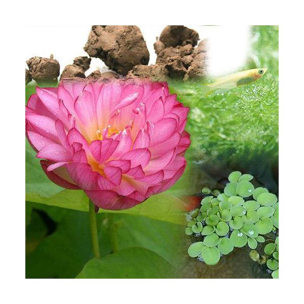 （ビオトープ）（めだか）ビオ植物とメダカセット　八重茶椀蓮（ヤエチャワンハス）　鉢なしセット　本州四国限定（Yahoo!・charm 第2ヤフー店）