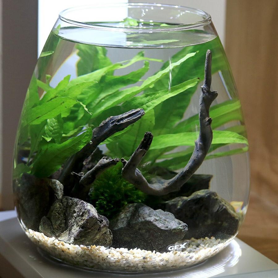 水草）GEX PERCO ペルコで作る小さな水草の世界 本州四国限定