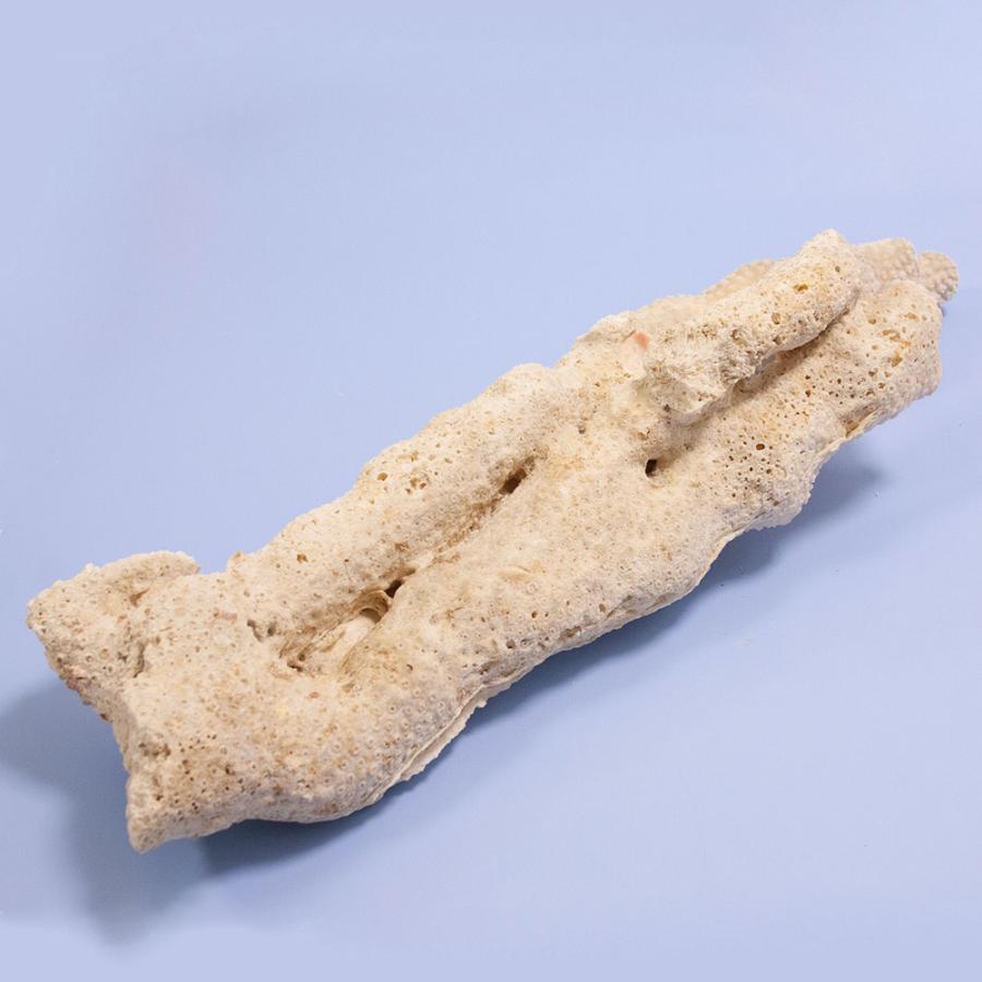 一点物　かざりサンゴ　キクメイシの仲間　３１５７４８_2