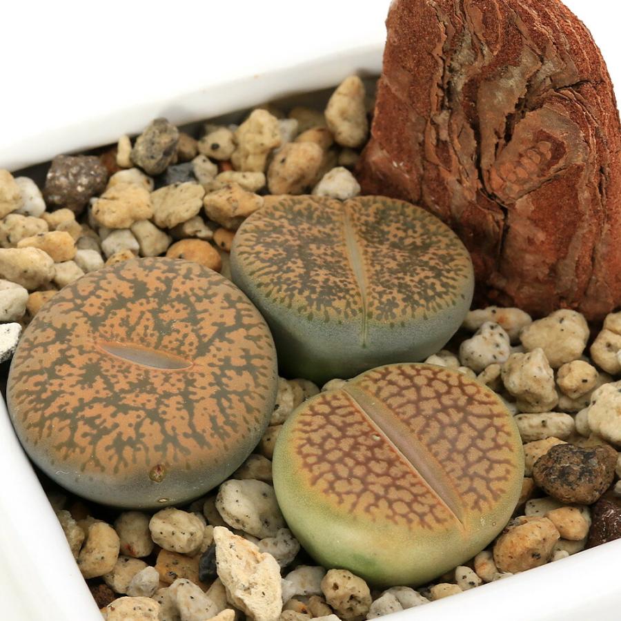 リトープス　太紋タイプ チャーム（charm） （多肉植物）リトープス3種寄せ植え ダイスS白