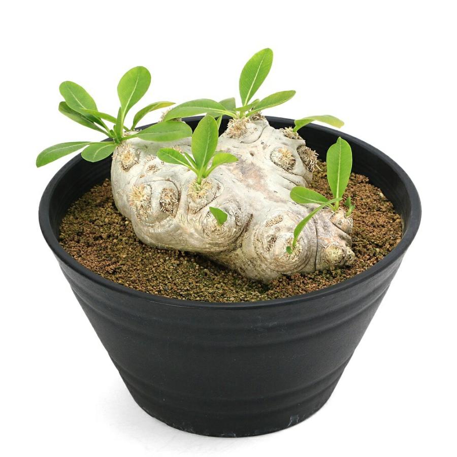 チャーム（charm） （観葉植物）一点物 パキポディウム ブレビカウレ