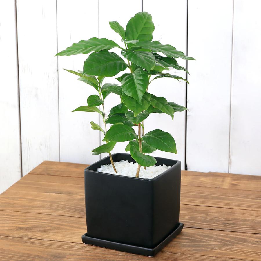 （観葉植物）コーヒーの木　陶器鉢植え　マットブラック塗装鉢（１鉢）受け皿付　白砂利　陶器　おしゃれ　インテリア　幸運　縁起（Yahoo!・charm 第2ヤフー店）