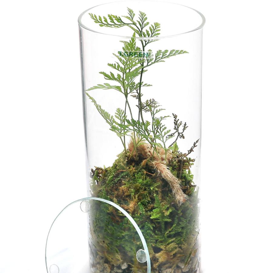チャーム（charm） （観葉植物）苔テラリウム トキワシノブ 円柱ボトル