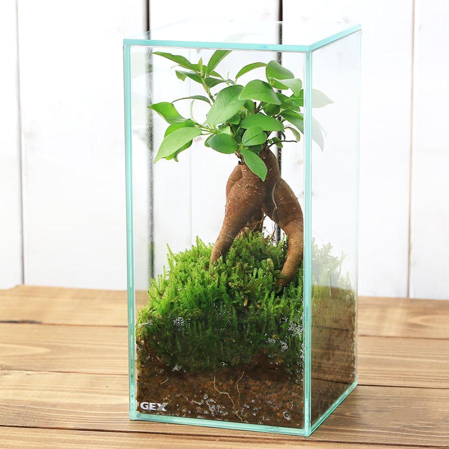 （観葉植物）小さい　インテリア　苔テラリウム　ガジュマル　ガラス水槽Ｓサイズ　蓋付（１個）赤玉土　這苔　精霊が住む幸福の木　インテリア（Yahoo!・charm 第2ヤフー店）