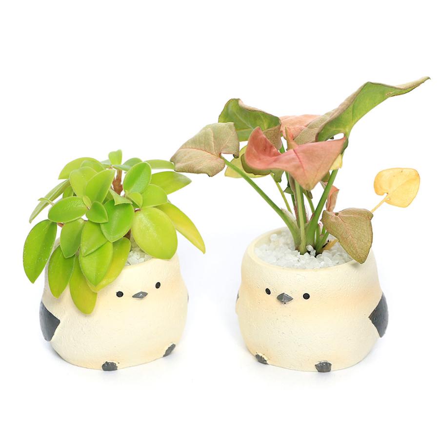 （観葉植物）おまかせミニ観葉　リトルアニマル　シマエナガ（１鉢）　固まる砂　鉢植え　おしゃれ　室内　プレゼント（Yahoo!・charm 第2ヤフー店）