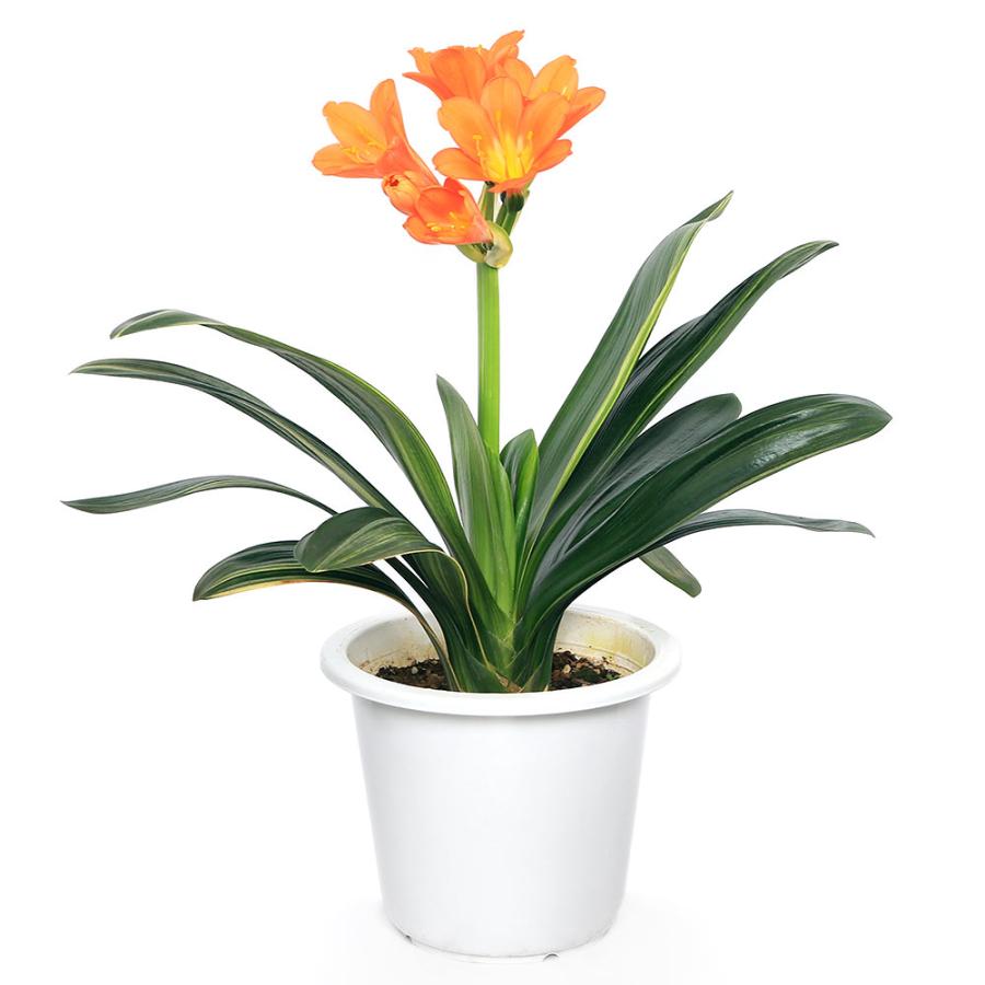 観葉植物）クンシラン（君子蘭） 斑入り 6号（1鉢）花無し株 : charm