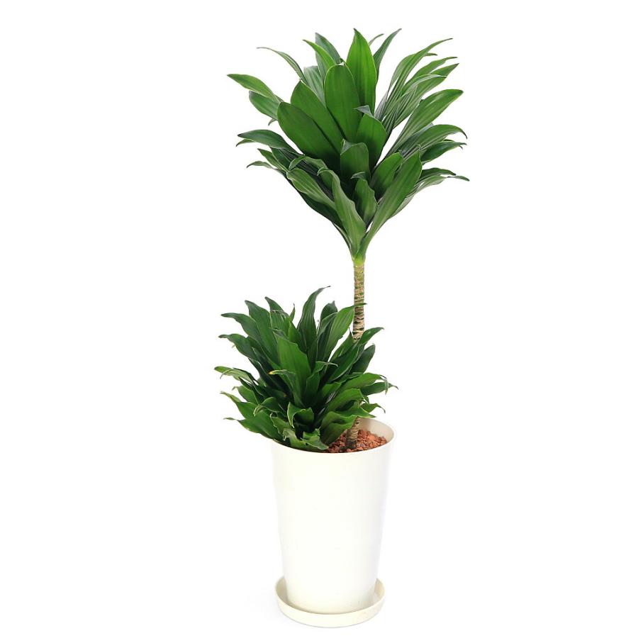 ドラセナ　コンパクタ　6号 観葉植物 観葉植物）ドラセナ コンパクタ 6号（1鉢） : charm 第2ヤフー店