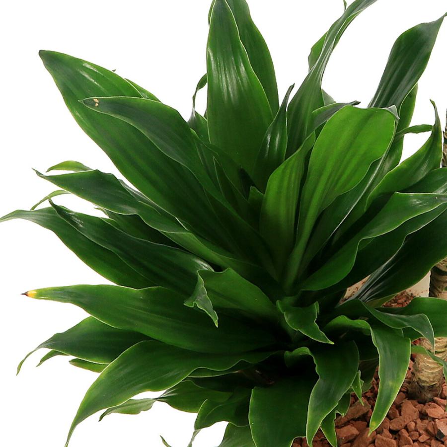 観葉植物）ドラセナ コンパクタ 6号（1鉢） : charm 第2ヤフー店