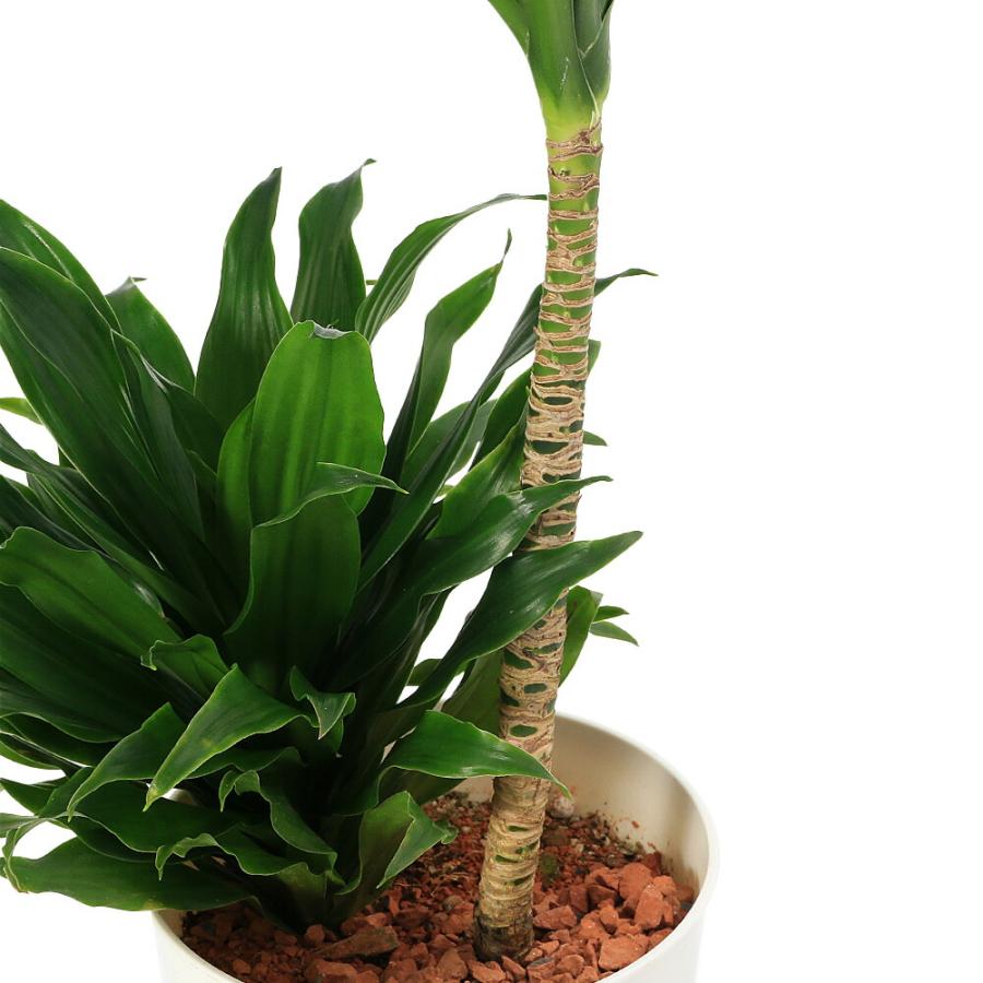観葉植物）ドラセナ コンパクタ 6号（1鉢） : charm 第2ヤフー店