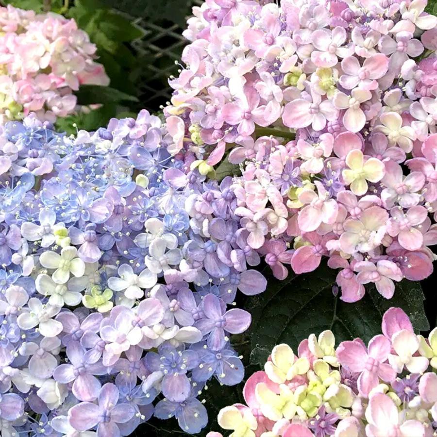 観葉植物）ヤマアジサイ（山紫陽花） 三河千鳥 5号 花無し株（剪定