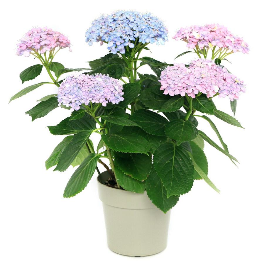 観葉植物）ヤマアジサイ（山紫陽花） 三河千鳥 5号 花無し株（剪定