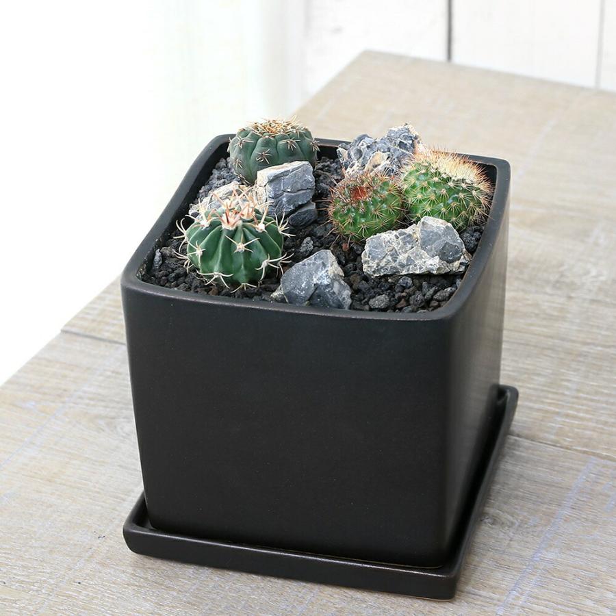 チャーム（charm） （多肉植物）おまかせプチサボテン 自生地風