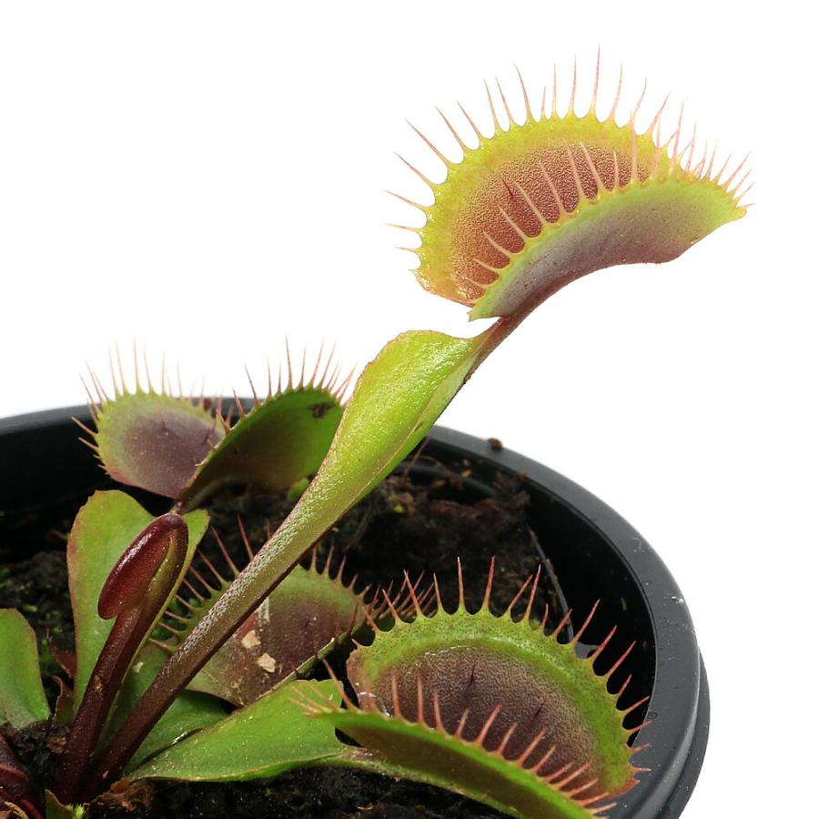 （食虫植物）ハエトリソウ　オールレッド　３号（１ポット）（Yahoo!・charm 第2ヤフー店）