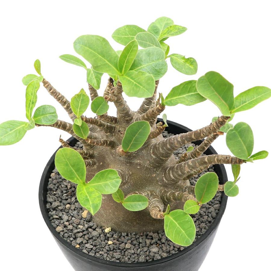 チャーム（charm） （多肉植物）一点物 アデニウム アラビカム