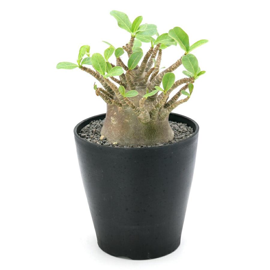 チャーム（charm） （多肉植物）一点物 アデニウム アラビカム