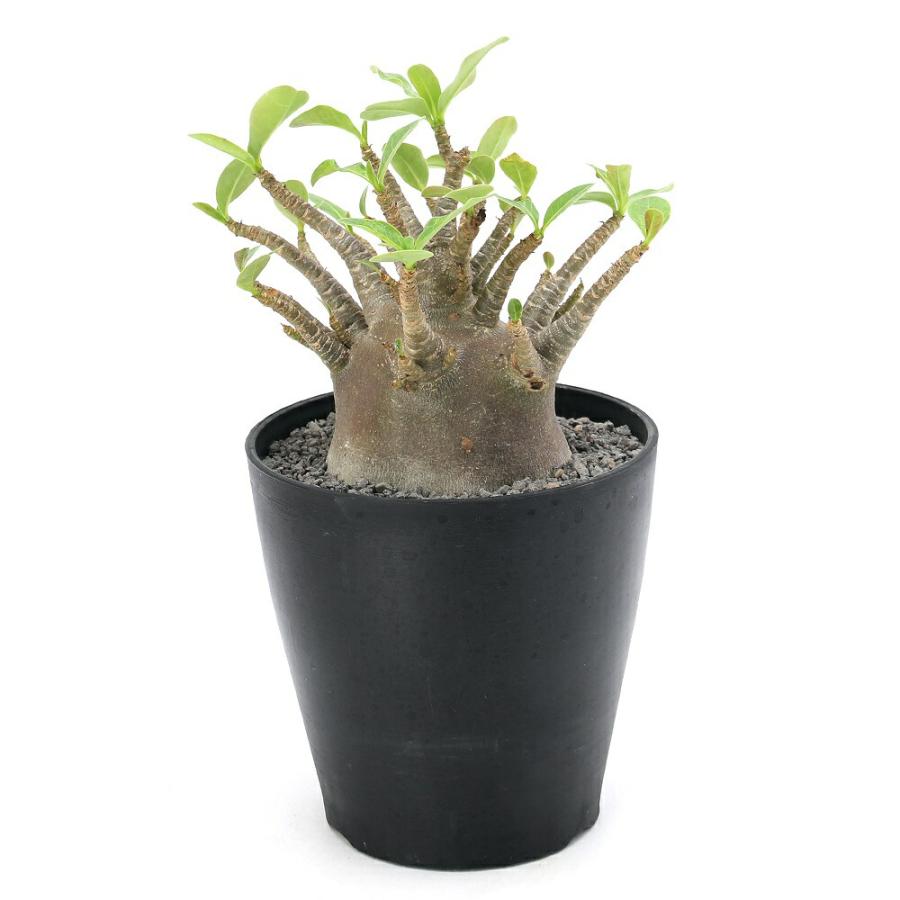 チャーム（charm） （多肉植物）一点物 アデニウム アラビカム