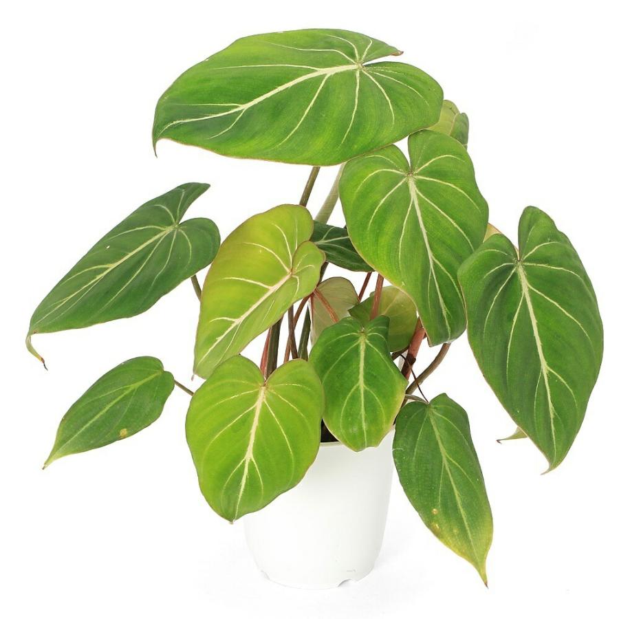 観葉植物）フィロデンドロン グロリオーサム 3．5〜4号（1鉢