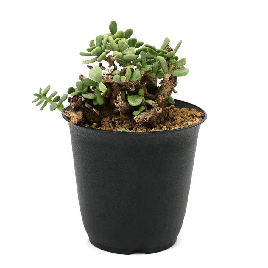チャーム（charm） （観葉植物）一点物 ケラリア ピグマエア 現地株