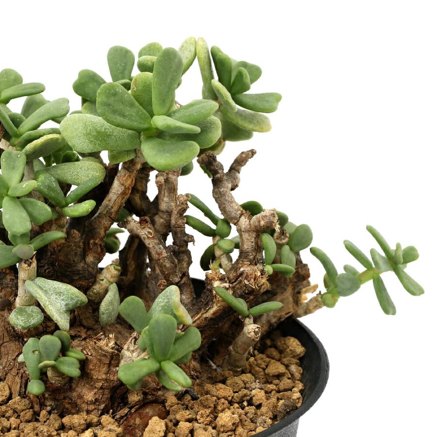 チャーム（charm） （観葉植物）一点物 ケラリア ピグマエア 現地株