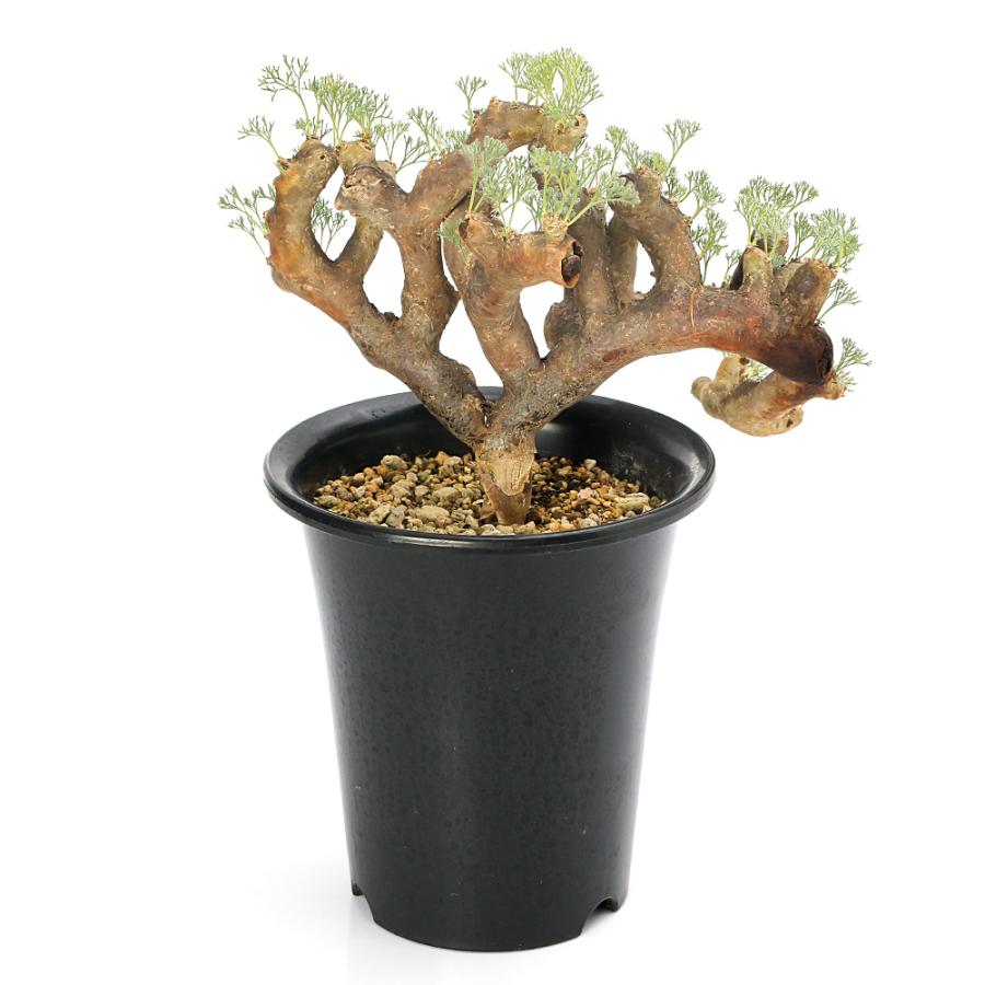 モンソニア　ムルチフィダ　ムルチフィズム　現地株　盆栽風 観葉植物）一点物 モンソニア ムルチフィダ 現地株 5号（1株