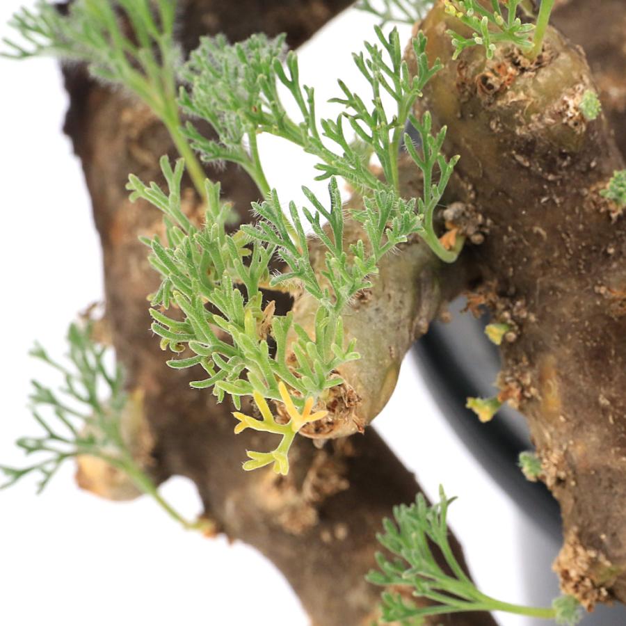 観葉植物）一点物 モンソニア ムルチフィダ 現地株 5号（1株