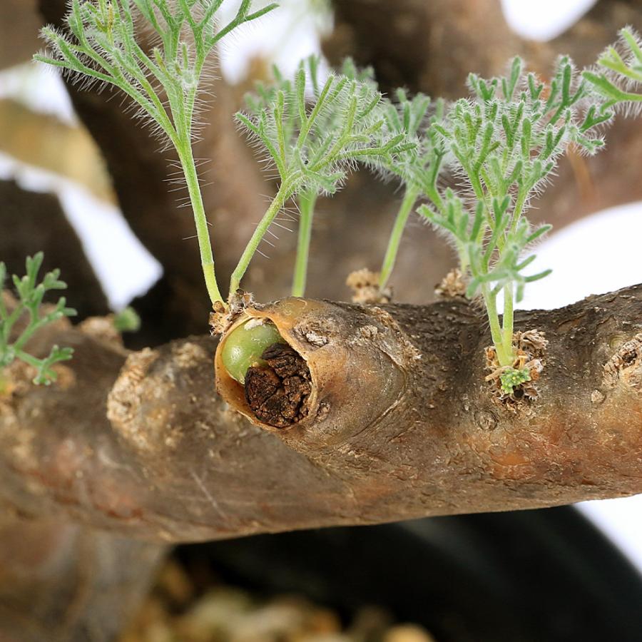 観葉植物）一点物 モンソニア ムルチフィダ 現地株 5号（1株