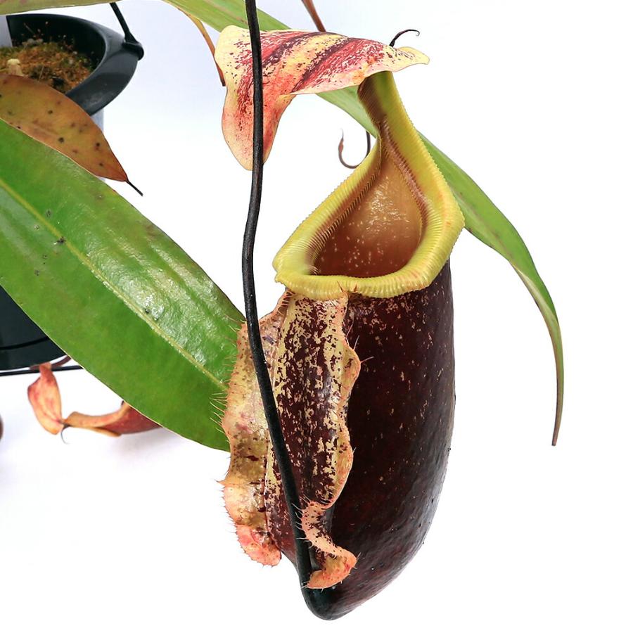 食虫植物）ウツボカズラ ネペンテス スキー 5号 吊り鉢（1鉢