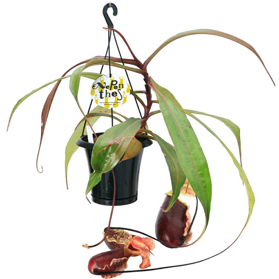 食虫植物）ウツボカズラ ネペンテス スキー 5号 吊り鉢（1鉢