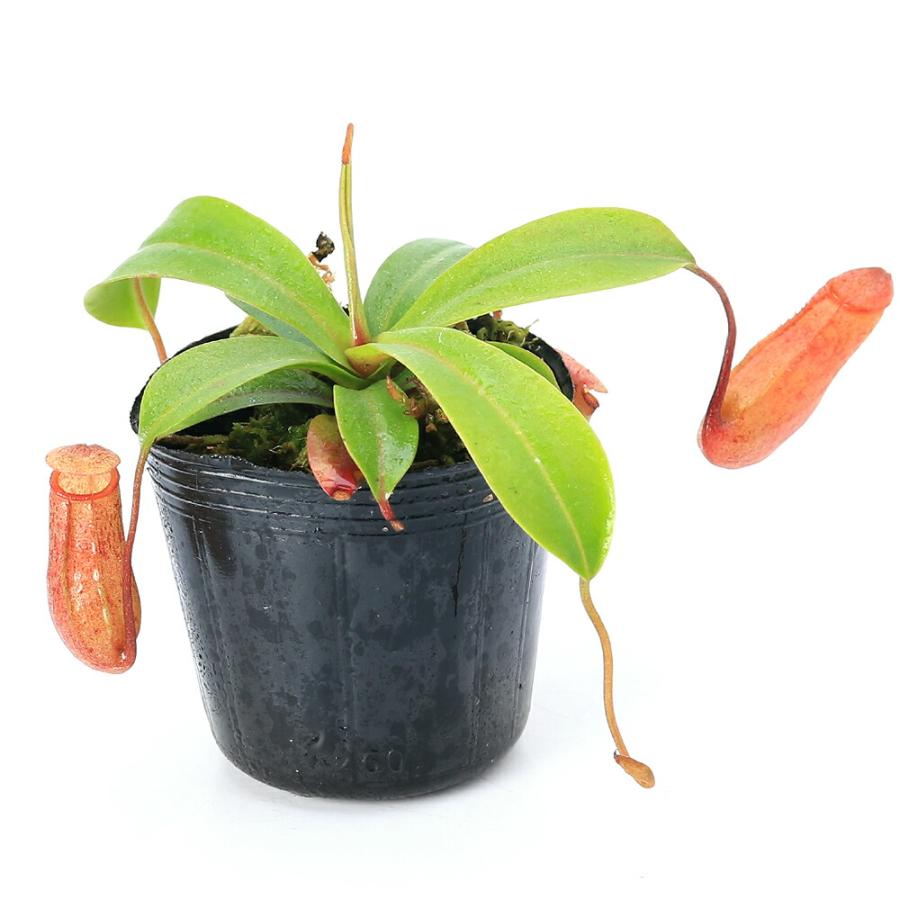 チャーム（charm） （食虫植物）ウツボカズラ ネペンテス ビンキー 2