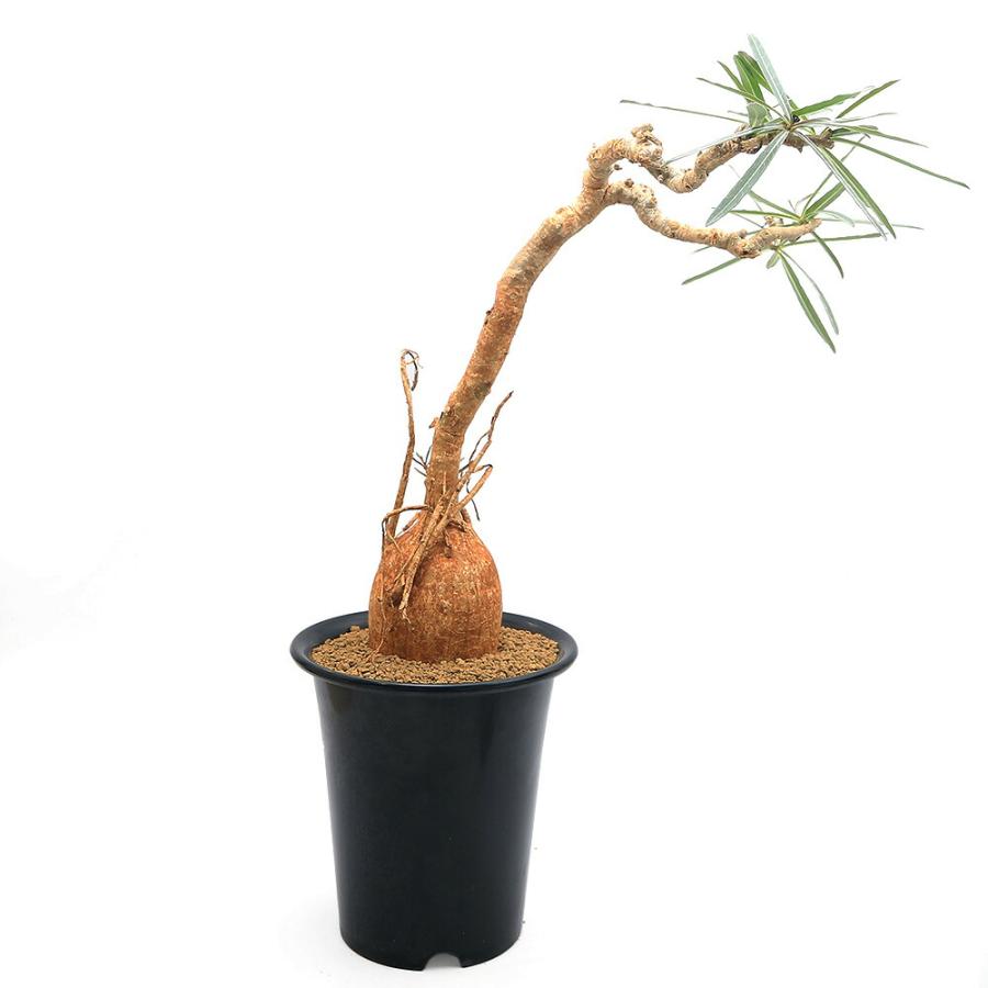 チャーム（charm） （観葉植物）一点物 アデニウム ソマレンセ XL
