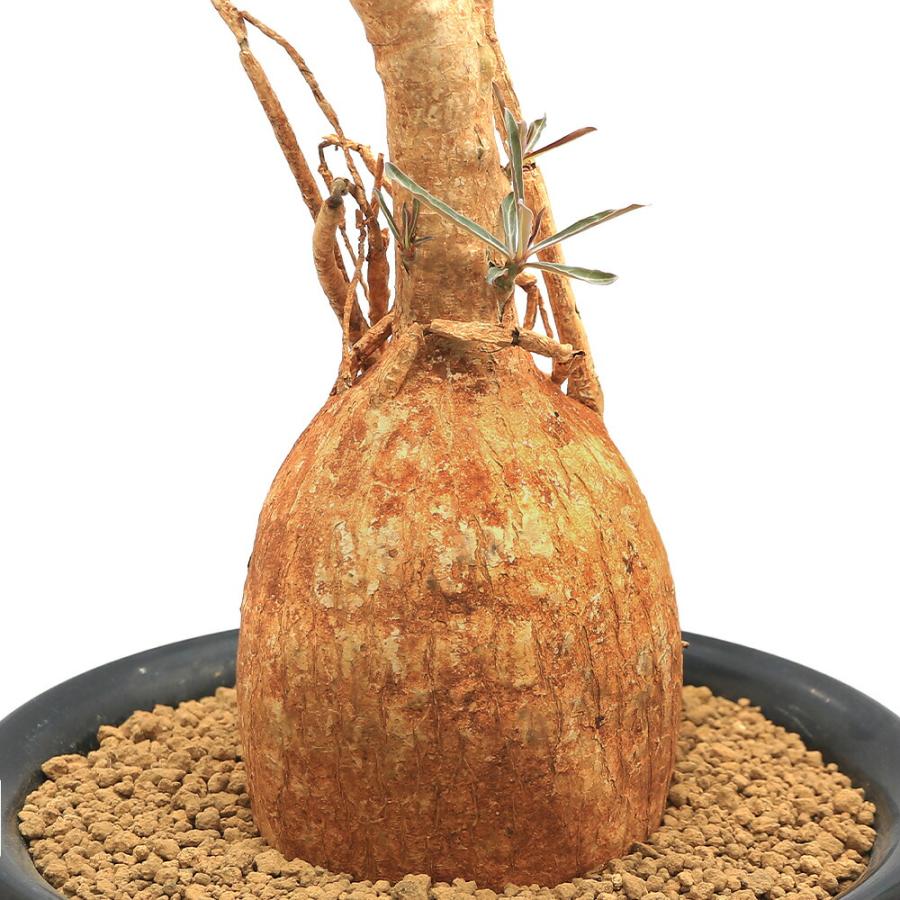 チャーム（charm） （観葉植物）一点物 アデニウム ソマレンセ XL