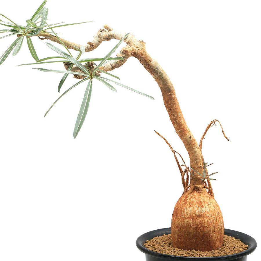 チャーム（charm） （観葉植物）一点物 アデニウム ソマレンセ XL