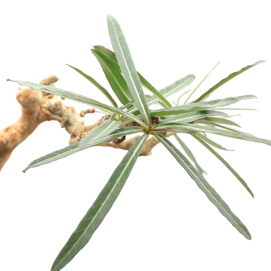 チャーム（charm） （観葉植物）一点物 アデニウム ソマレンセ XL
