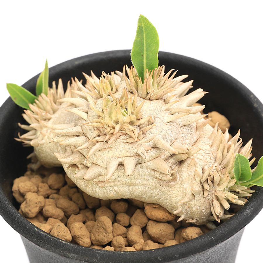多肉植物）パキポディウム ブレビカウレ 恵比寿笑い 実生苗 2．5号