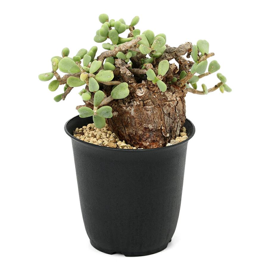 観葉植物）一点物 ケラリア ピグマエア 現地株 （351351）雌雄