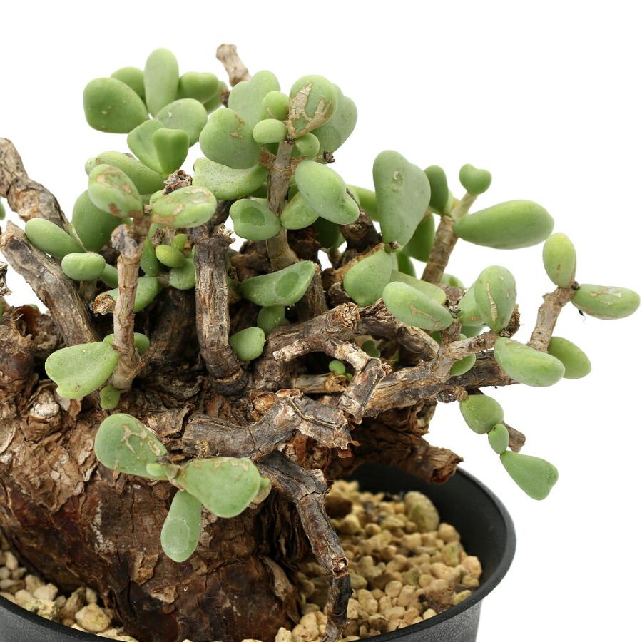 コレクション 美株 ケラリア ピグマエア 現地株 観葉植物）一点物 ケラリア ピグマエア 現地株 （351351）雌雄