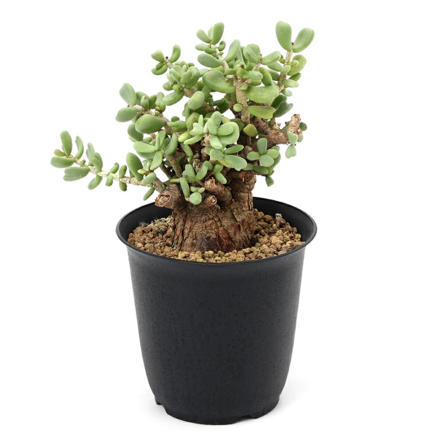 チャーム（charm） （観葉植物）一点物 ケラリア ピグマエア 現地株