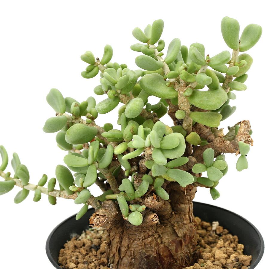 （観葉植物）一点物　ケラリア　ピグマエア　現地株　（３５１３５９）雌雄不明　（１株）_2
