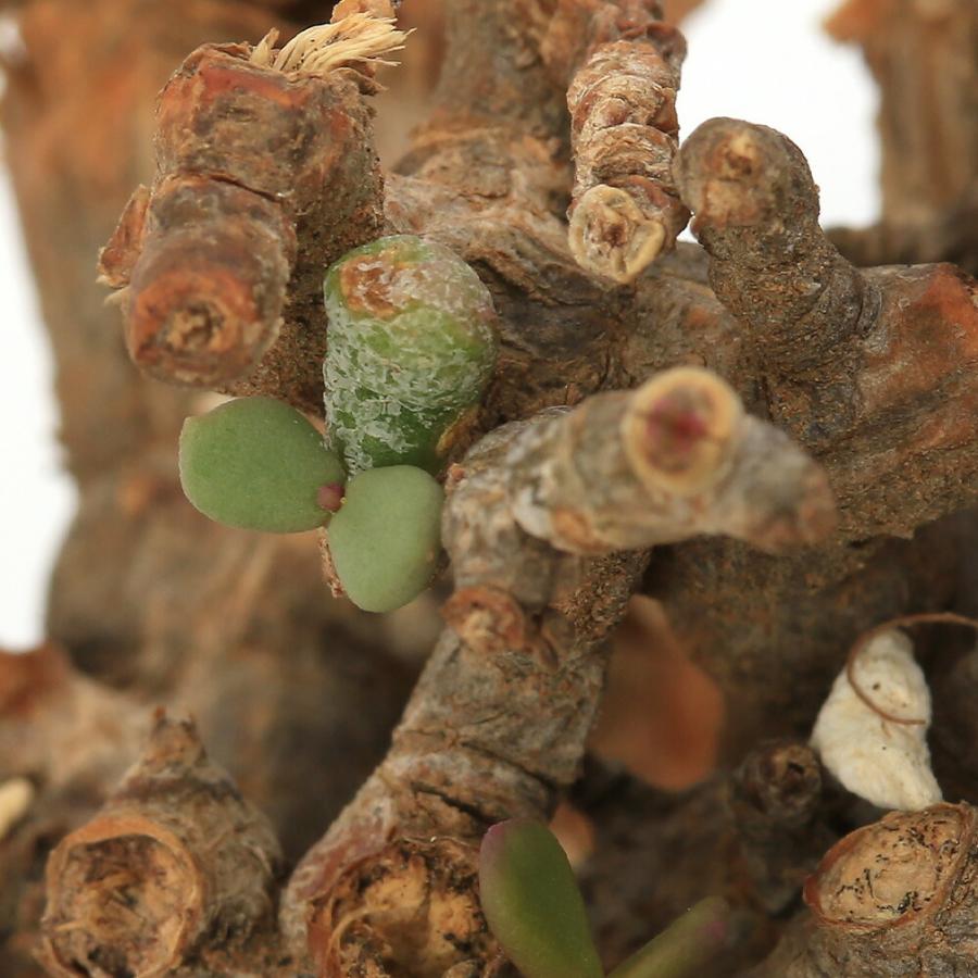 （観葉植物）一点物　ケラリア　ピグマエア　現地株　（３５１３５９）雌雄不明　（１株）_3