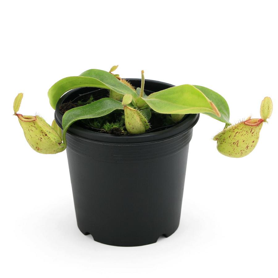 チャーム（charm） （食虫植物）ウツボカズラ ネペンテス フーケリアナ