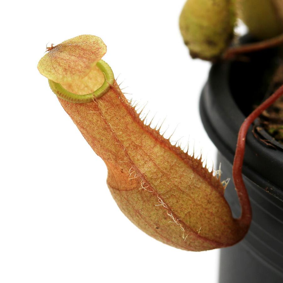 チャーム（charm） （食虫植物）ウツボカズラ ネペンテス ベリー 2