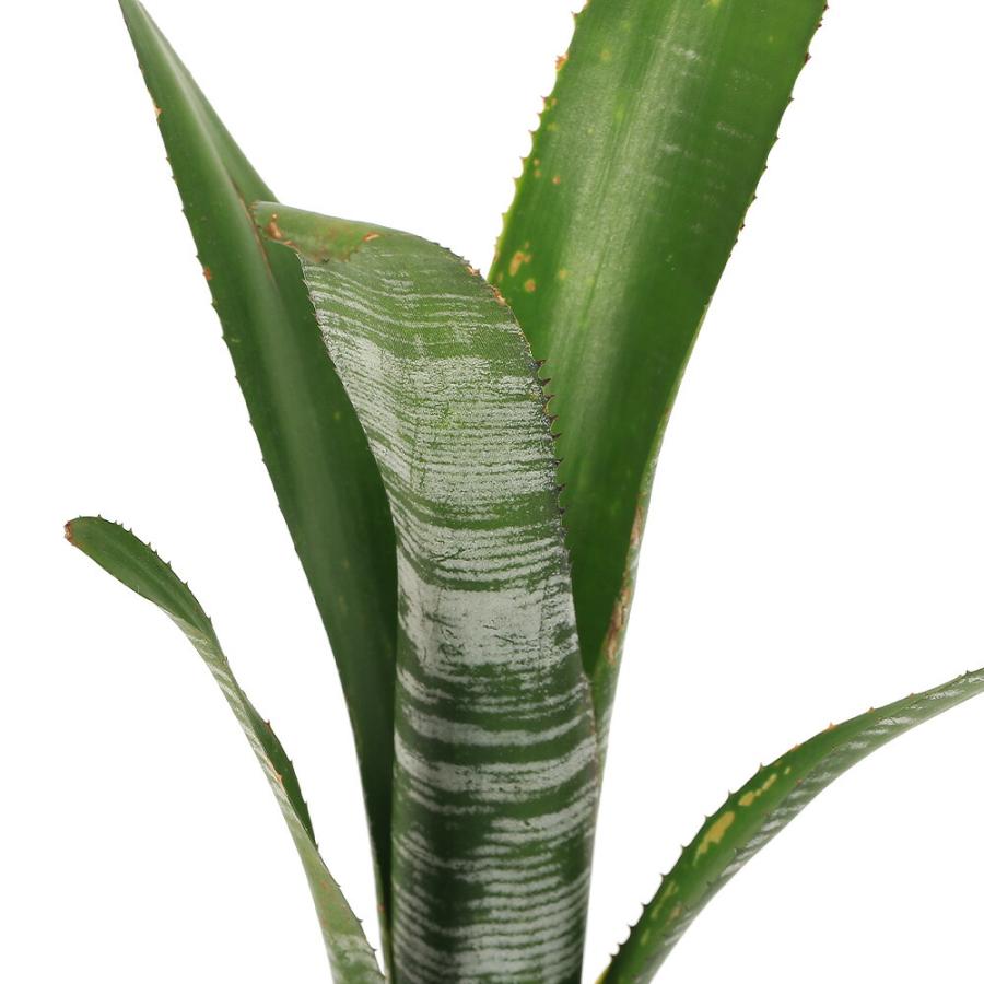 ビルベルギア ユーチューブ 抜き苗 速達便 タンクブロメリア 観葉植物 チャーム（charm） （観葉植物）ビルベルギア 'ユーチューブ' タイ産