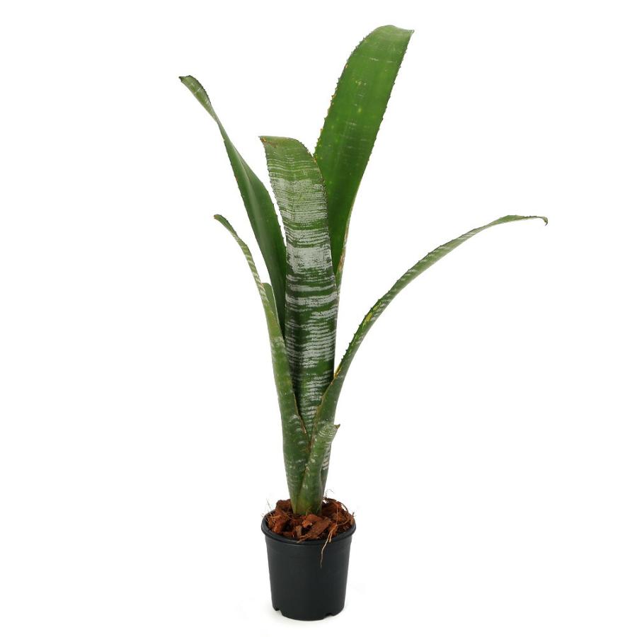 チャーム（charm） （観葉植物）ビルベルギア 'ユーチューブ' タイ産
