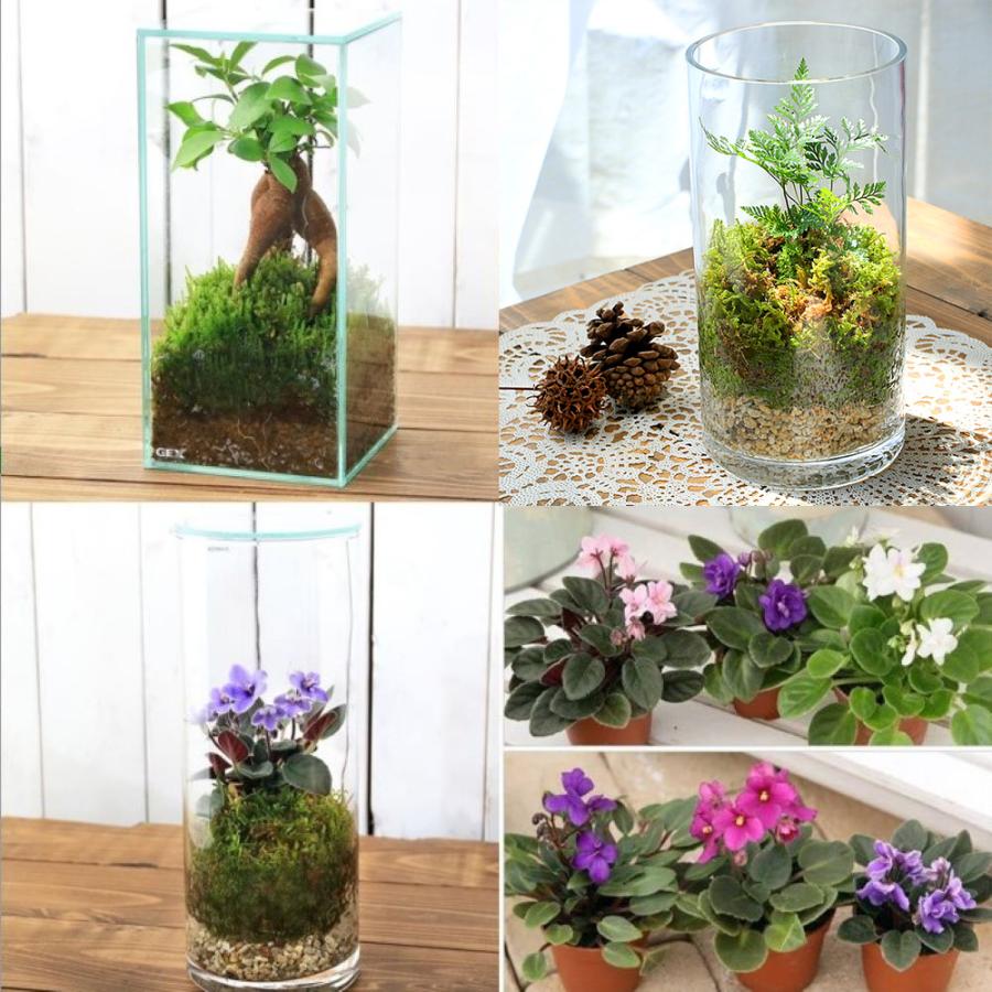 観葉植物）お家で簡単に自然が楽しめる！ 苔テラリウム 3種類セット