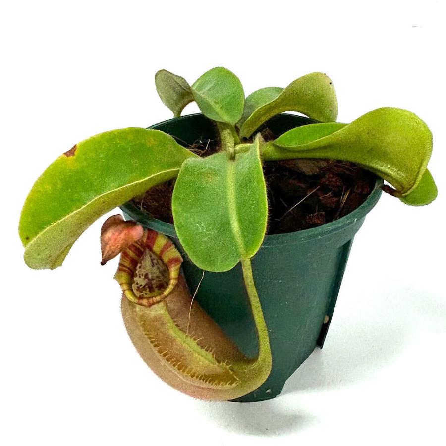 チャーム（charm） （食虫植物）訳あり 一点物 ウツボカズラ