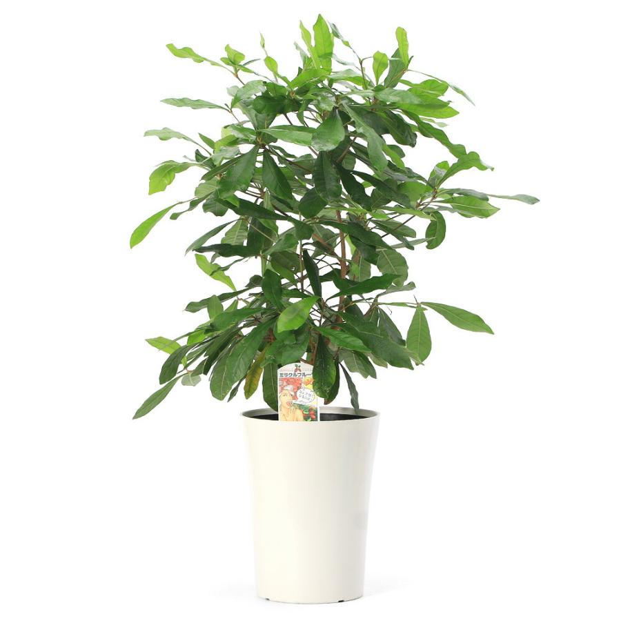 チャーム（charm） （観葉植物）果樹苗 ミラクルフルーツ 6号（1