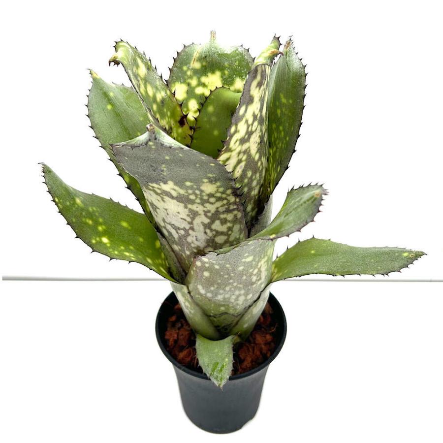 観葉植物）一点物 ビルベルギア 'アラカイ'（1株）タンクブロメリア